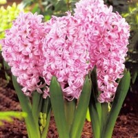 Hyacint Pink Surprise 1ks