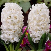 Hyacint White Pearl 1ks