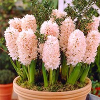 Hyacint China Pink 1ks