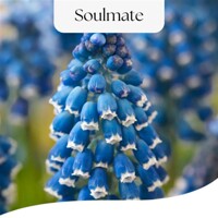 Modrice Soulmate - 3 ks v balení