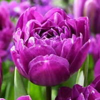Tulipany Respectable - 3 ks v balení
