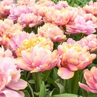 Tulipany Pink Star - 3 ks v balení