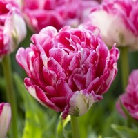 Tulipany Marshmallow - 3 ks v balení