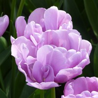 Tulipany Katinka - 3 ks v balení