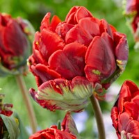 Tulipany Rococo Double - 2 ks v balení