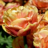 Tulipany Copper Image - 2 ks v balení