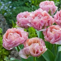 Tulipany Desirelle - 2 ks v balení
