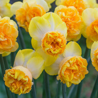 Narcis Art Perfume 1ks