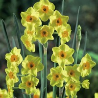 Narcis Golden Dawn - 5 ks v balení