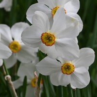 Narcis Actaea - 2 ks v balení