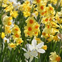Narcis Botanical Mix - 10 ks v balení