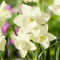 Narcis Silver Bouquet - 3 ks v balení