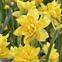 Narcis Tete Boucle - 5 ks v balení