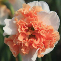 Narcis Raspberry Creme 1ks