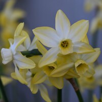 Narcis Hunter Dawn 1ks
