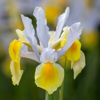 Iris Hollandica Apollo Gold - 10 ks v balení