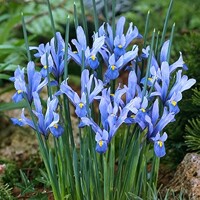 Iris Reticulata Cantab - 5 ks v balení