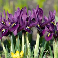 Iris Reticulata George - 5 ks v balení