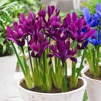 Iris Reticulata J.S. Dijt - 5 ks v balení