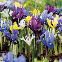 Iris Reticulata Mix - 10 ks v balení