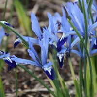 Iris Reticulata Clairette - 2 ks v balení