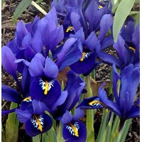 Iris Reticulata Pixie - 2 ks v balení