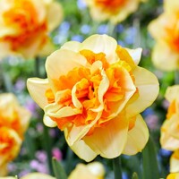 Narcis Sun Catcher 1ks