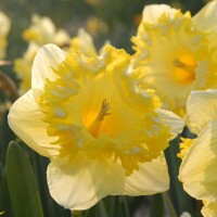 Narcis Snowtip 1ks