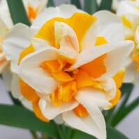 Narcis Peach Swirl 1ks