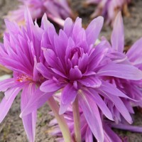 Jesienka Waterlily