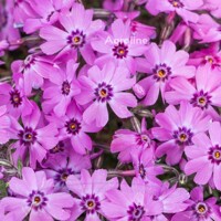 Flox Dark Rose Eye