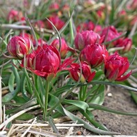 Tulipany Samantha 1ks