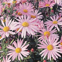 Leucanthemum Clara Curtis