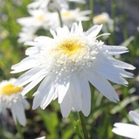 Leucanthemum Wirral Supreme