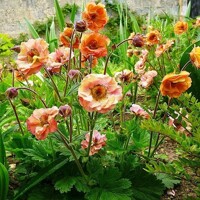 Geum Mai Tai