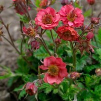 Geum Flames Of Passion