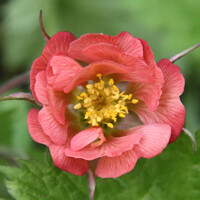 Geum Leonards Variety