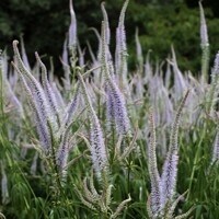 Veronicastrum Lavendeltrum