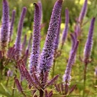 Veronicastrum Red Arrow