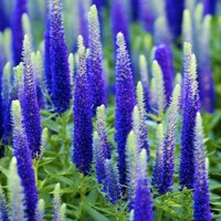 Veronica First Glory