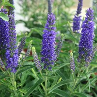 Veronica Anniversary Blue