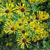 Echinacea Little Henry