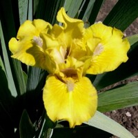 Iris Cousin Carol