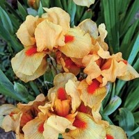Iris Orange Cordial