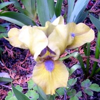 Iris Hushpuppy