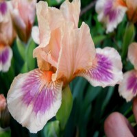 Iris Kiwi Capers