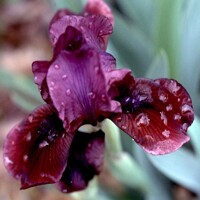 Iris Clays Capers