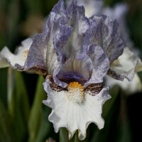 Iris Unwritten