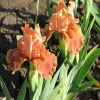 Iris Clash