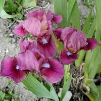Iris Libation
